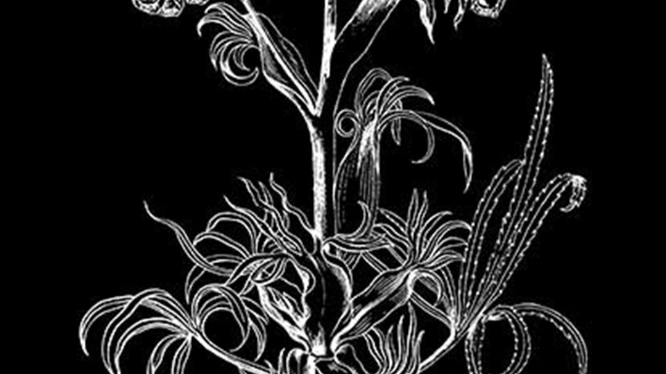 Stinking hellebore, 1804, 21 x 17 cm, Bavarian State Library, Munich